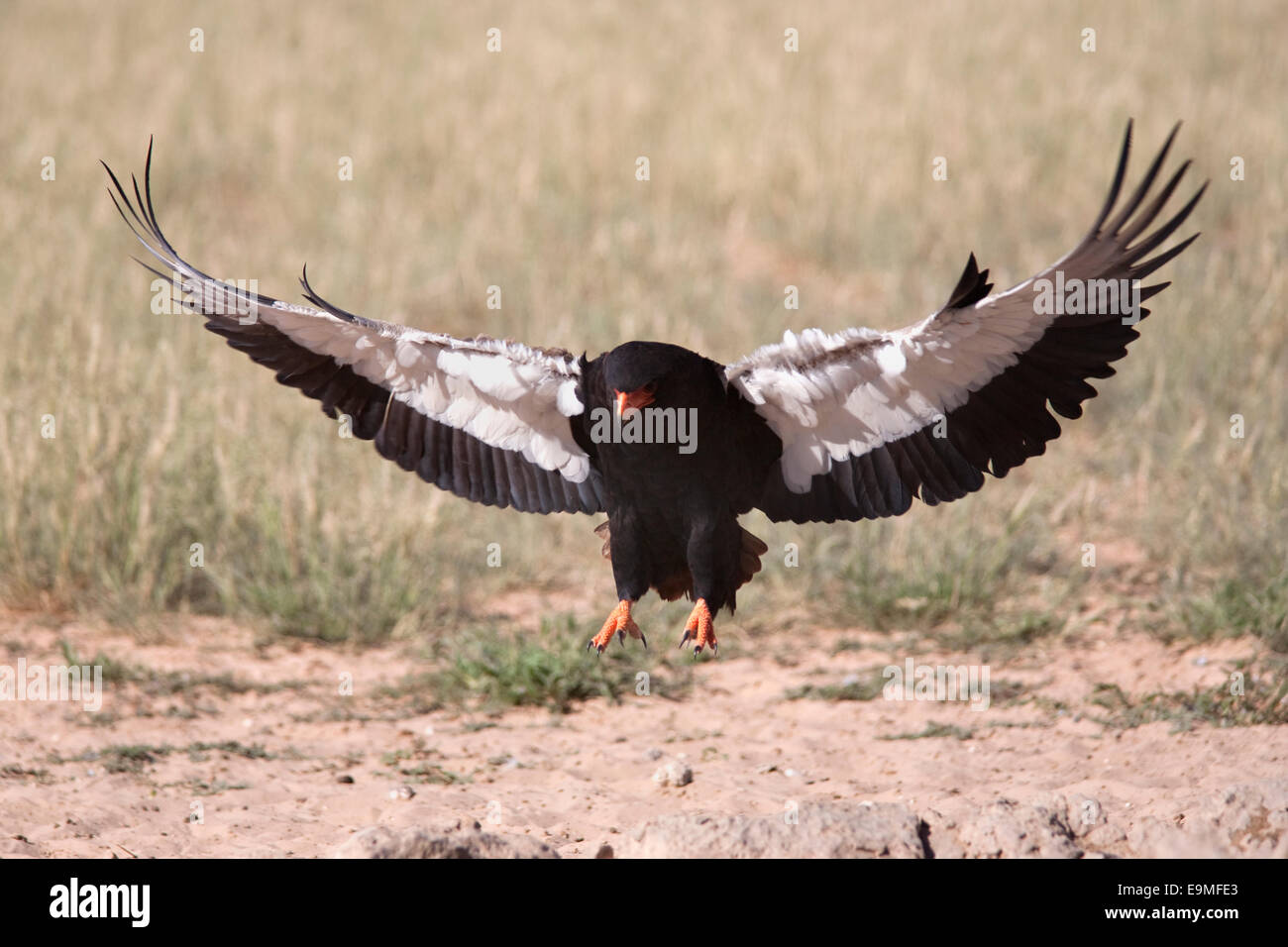 Bateleur, Terathopius Ecaudatus, Landung, Kgalagadi Transfrontier Park, Südafrika Stockfoto