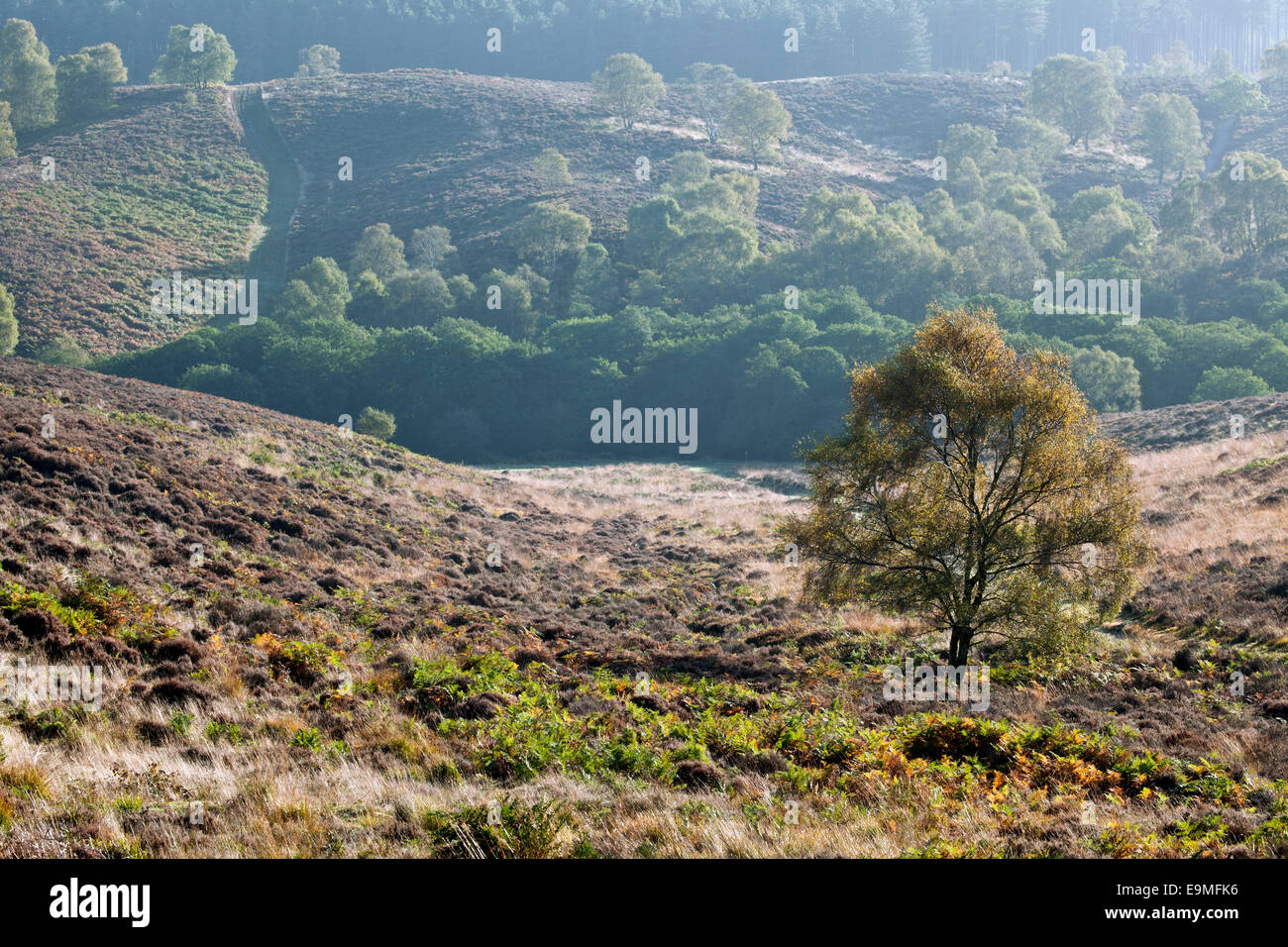 Sherbrooke-Tal am frühen Morgen im Herbst Cannock Chase Bereich der hervorragenden natürlichen Schönheit Staffordshire Stockfoto