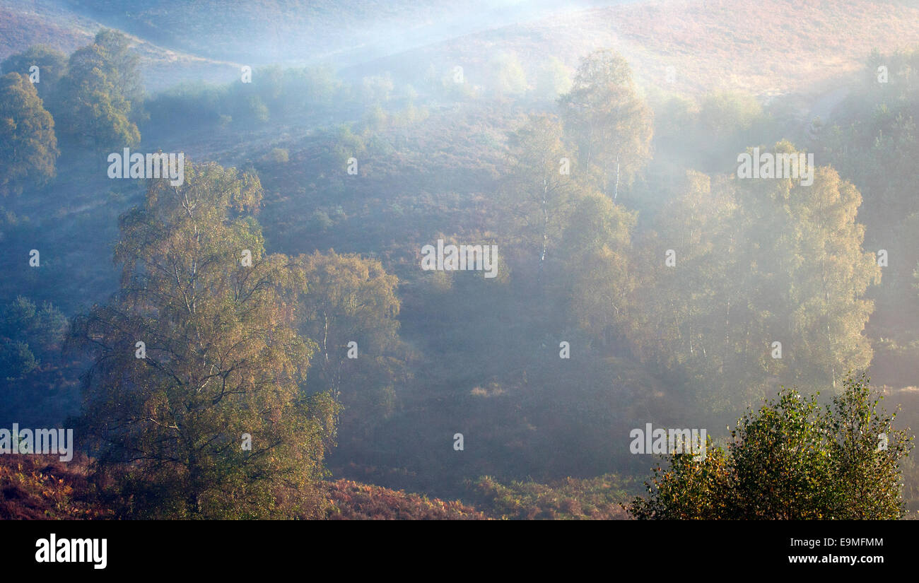 Nebel auf die Heide-Hügel im Herbst Cannock Chase Bereich der hervorragenden natürlichen Schönheit Staffordshire Stockfoto