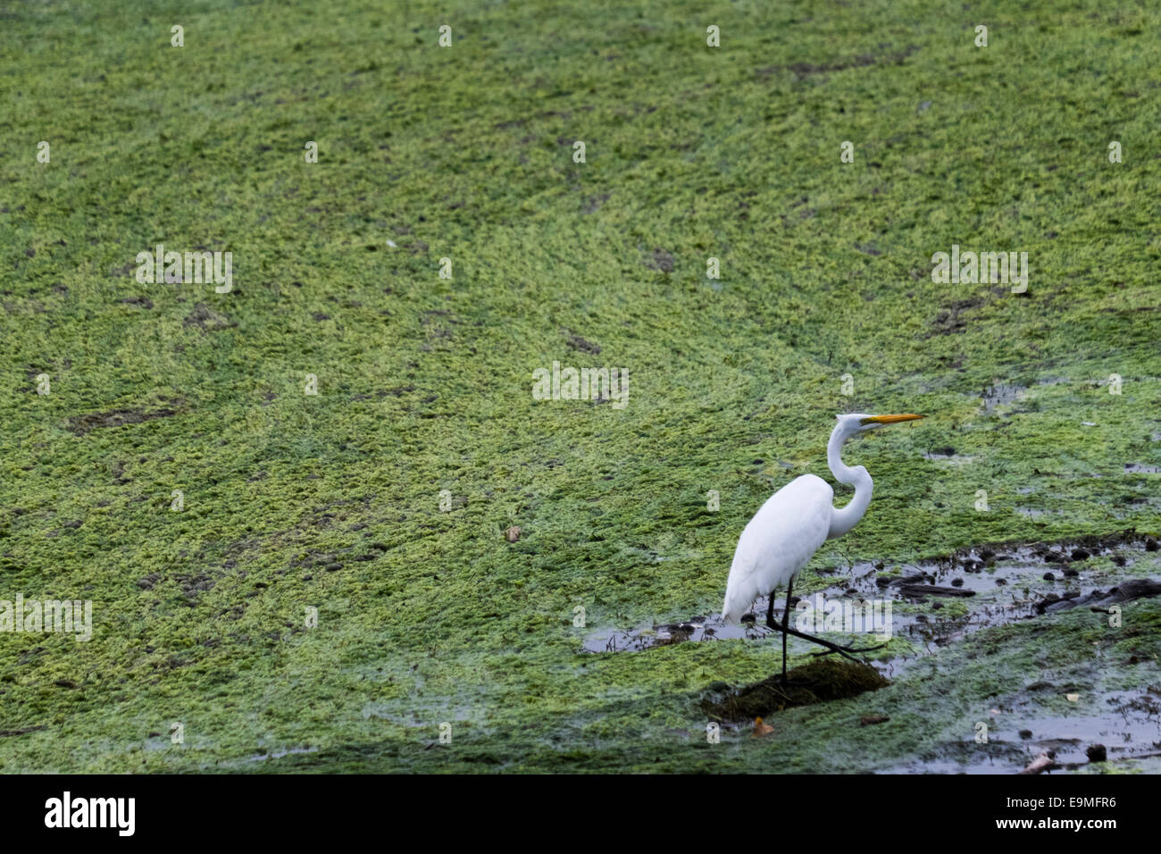 Vereinigte Staaten, Virginia, Ufer des Potomac River, Snowy egret Stockfoto