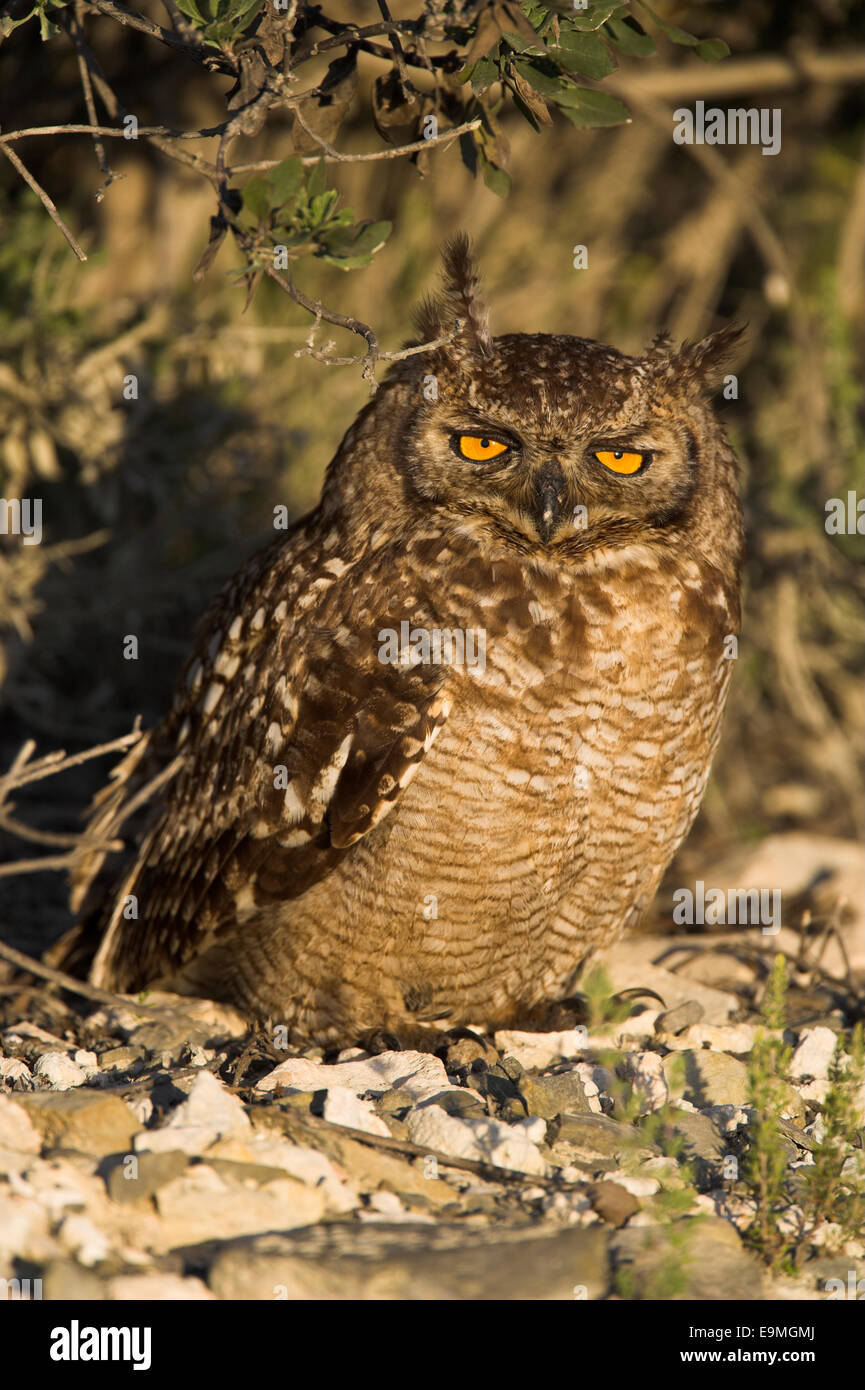 Spotted Eagle Owl rufous Morph, Bubo Africanus, De Hoop Naturreservat, Western Cape, Südafrika Stockfoto