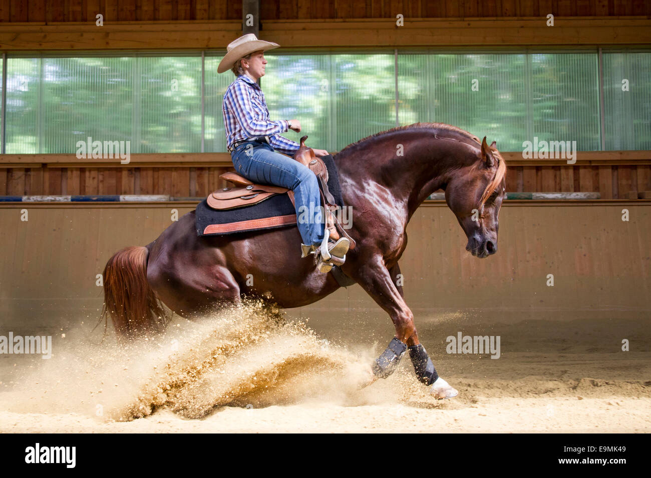 Arabian Horse Chestnut Hengst Durchführung sliding Stop ohne jede Tack