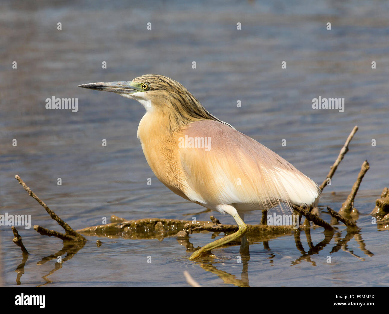 Wie Reiher Ardeola Ralloides in Wasser Mandria Zypern Stockfoto