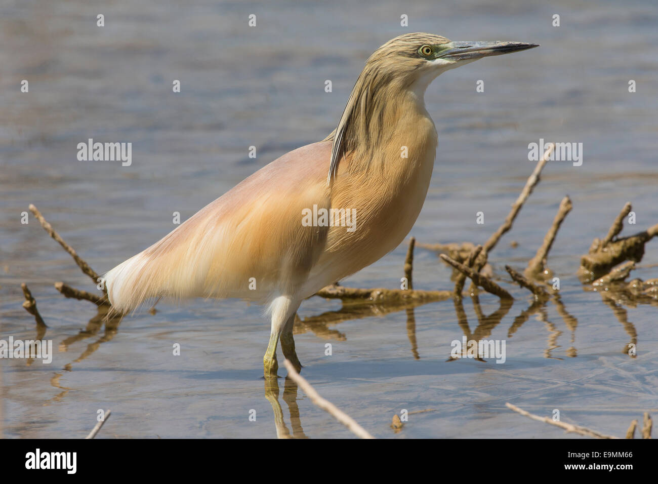 Wie Reiher Ardeola Ralloides in Wasser Mandria Zypern Stockfoto