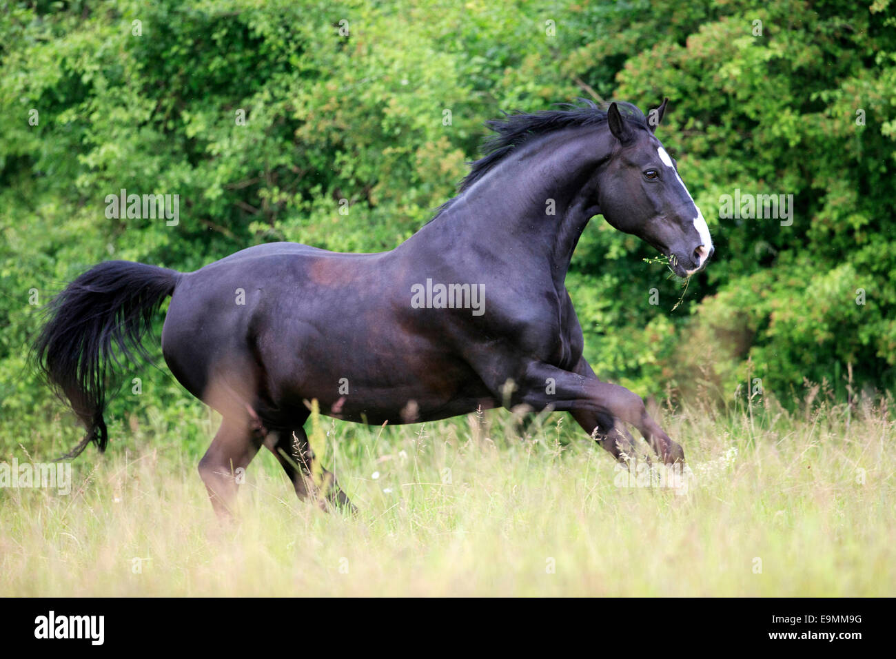 Schwarzes Pferd Im Galopp Stockfotos und -bilder Kaufen - Alamy