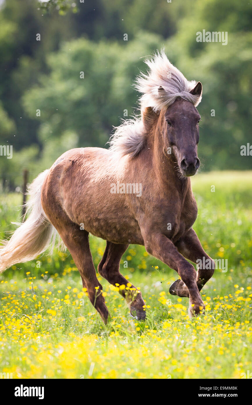 Isländische Pferd Wallach im Galopp Weide Österreich Stockfoto