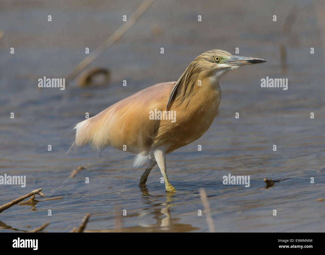 Wie Reiher Ardeola Ralloides in Wasser Mandria Zypern Stockfoto