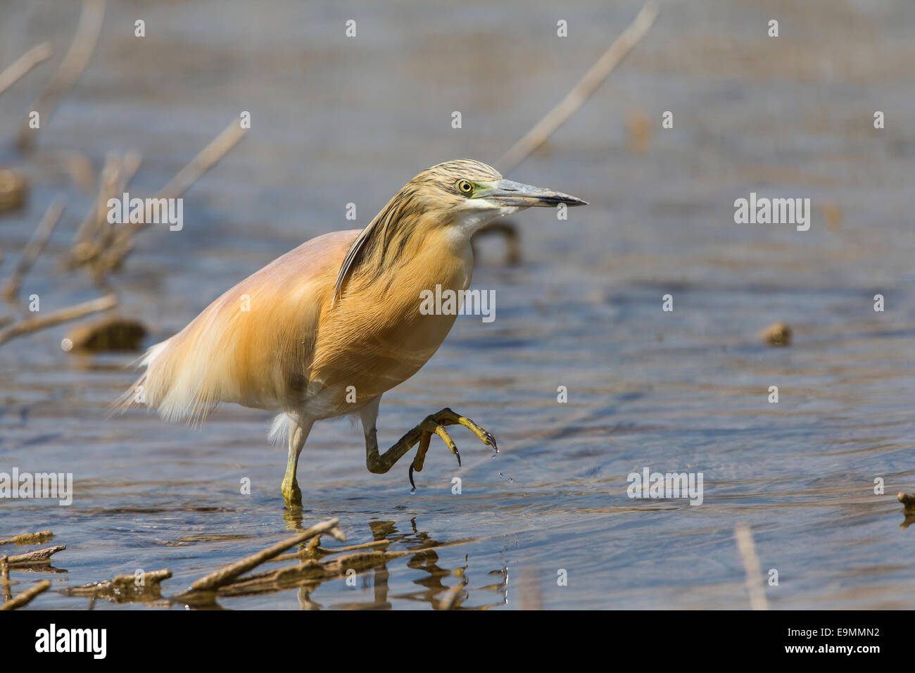 Wie Reiher Ardeola Ralloides in Wasser Mandria Zypern Stockfoto