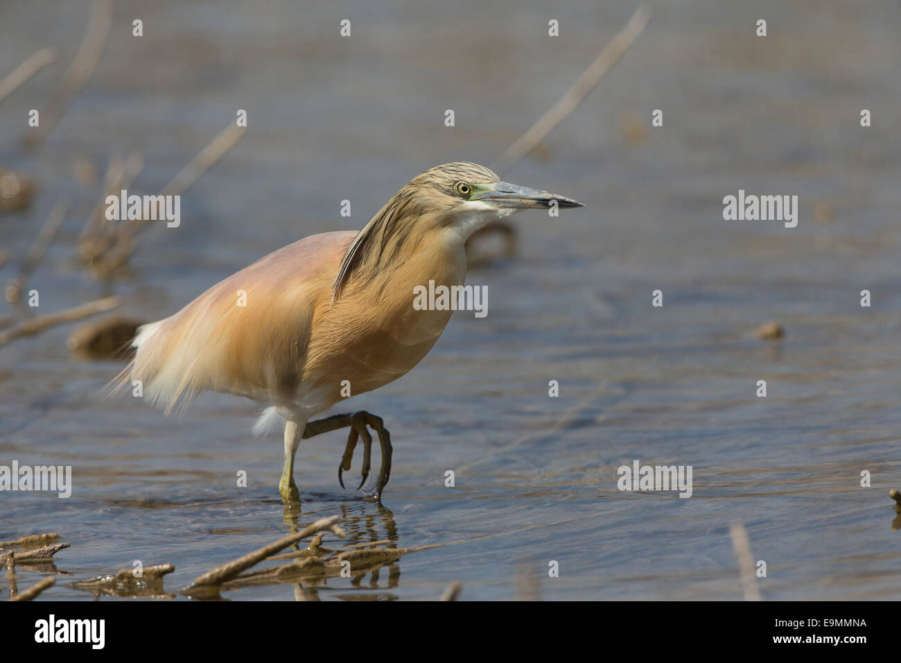 Wie Reiher Ardeola Ralloides in Wasser Mandria Zypern Stockfoto