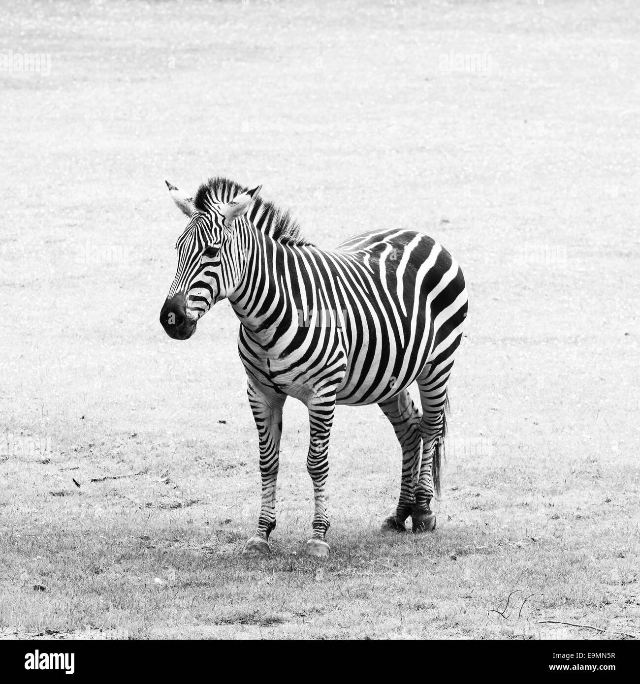 Schwarz-weiß gestreiften Zebra. Portrait-Foto. Stockfoto