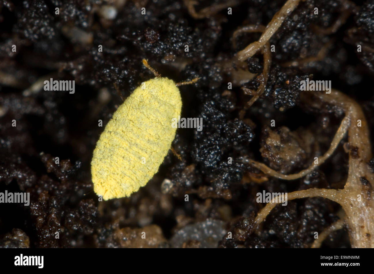 Goldene Wurzel Schmierlaus, Chryseococcus Arecae, auf die Wurzeln der Corokia Macrocarpa und importierten Neuseeland Baum Stockfoto