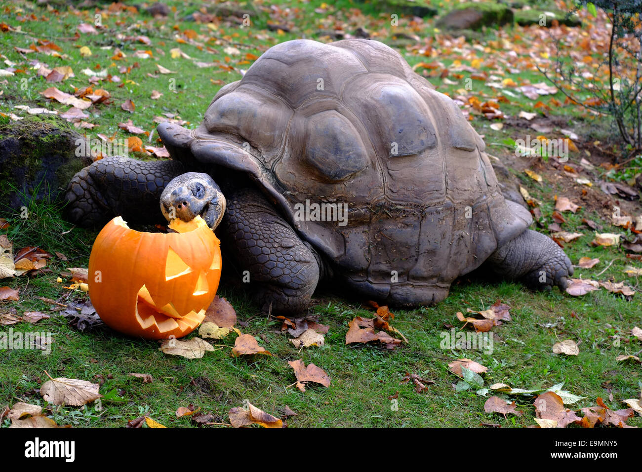 London, UK. 30. Oktober 2014. ZSL London Zoo feiert Halloween indem Leckereien zu Einwohner einschließlich der Pinguine, Totenkopfäffchen, Galapagos-Riesenschildkröten und Tiger. Dirk die Schildkröte über 70 Jahre ist alten Kredit: Rachel Megawhat/Alamy Live News Stockfoto