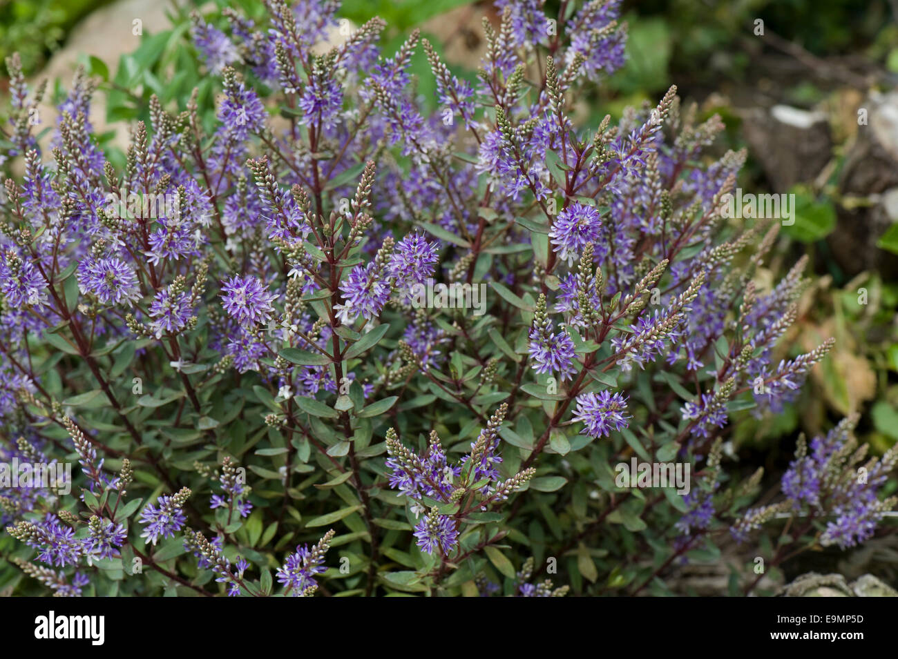 Hebe 'Caledonia' eine strauchige Veronica Hebe Blüte auf einem