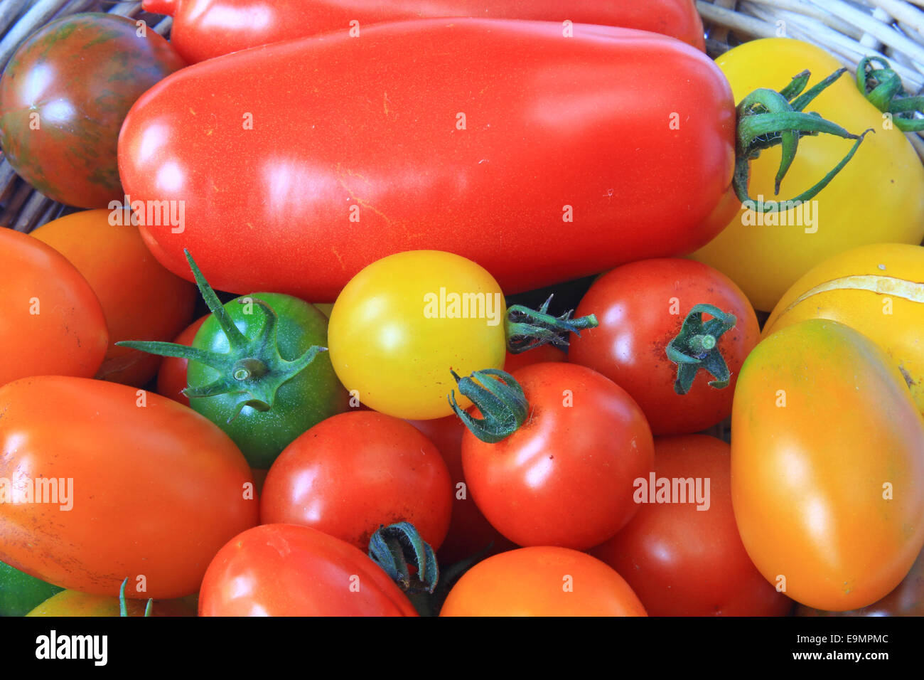 Verschiedene Tomaten-Sorten Stockfoto