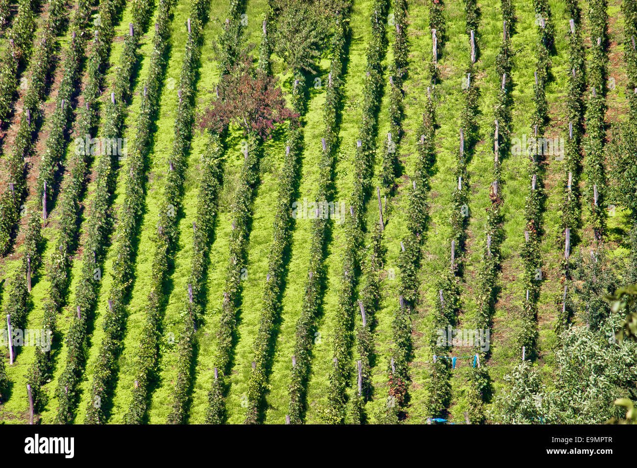 Luftaufnahme der grünen Hügel-Weinberg Stockfoto
