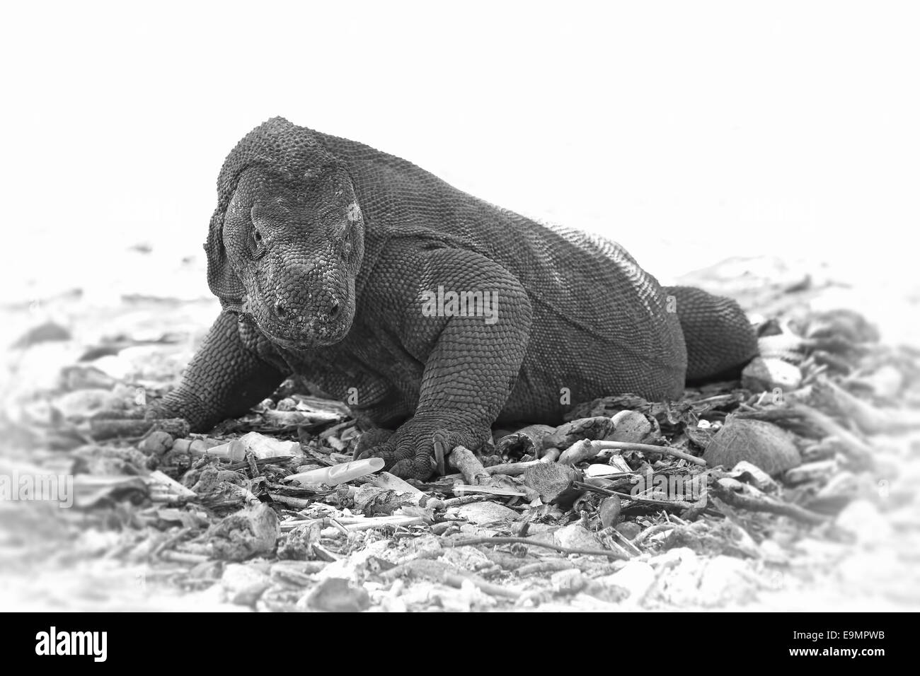 Komodo Dragon Stockfoto