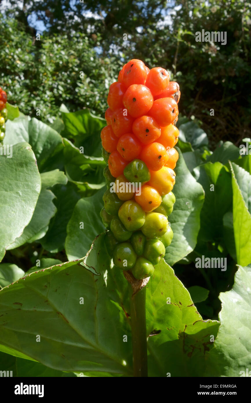 Herren und Damen oder Arum Lilie, Arum Maculatum giftig grün und orange Beeren. Stockfoto