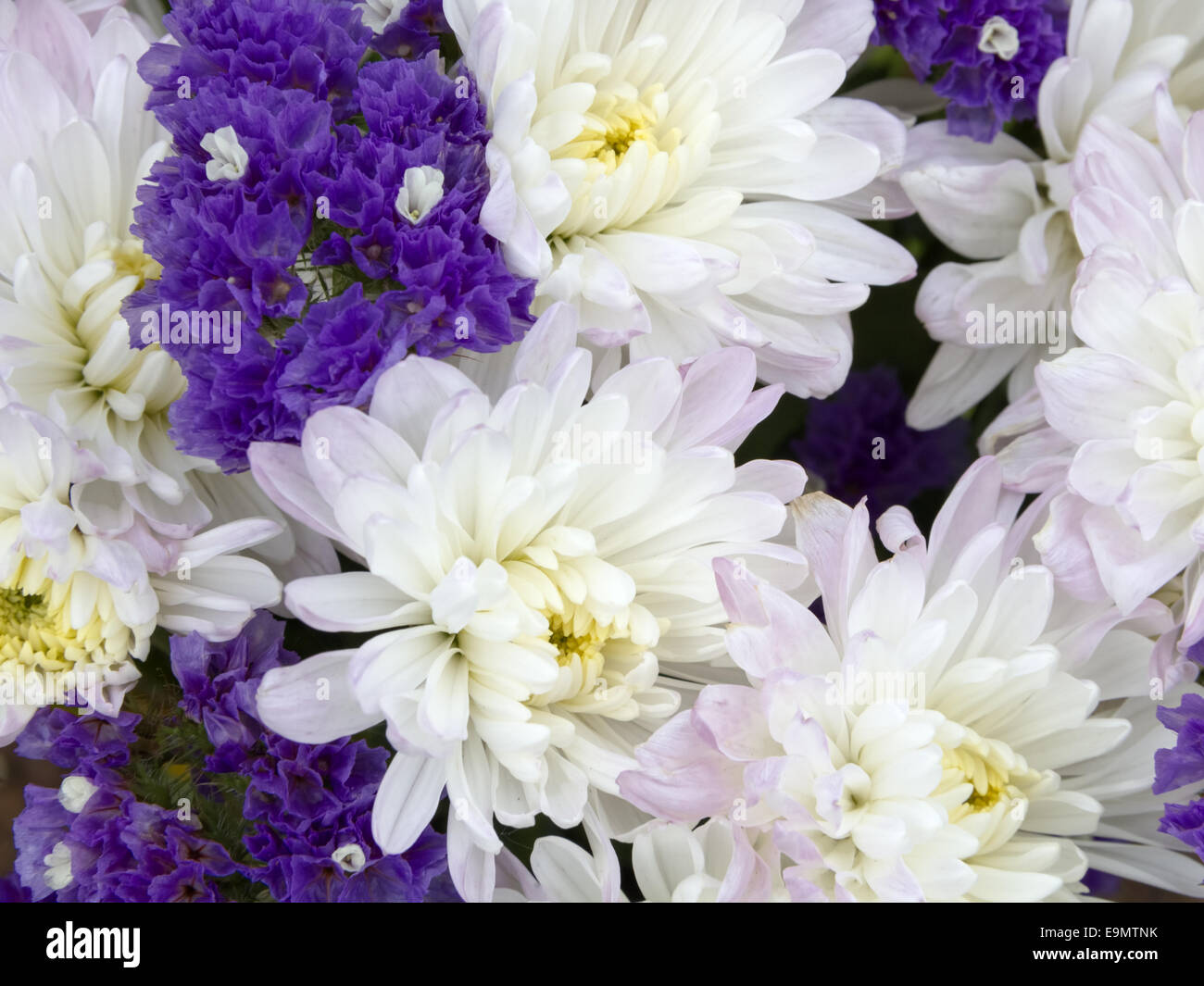 Blumen Stockfoto