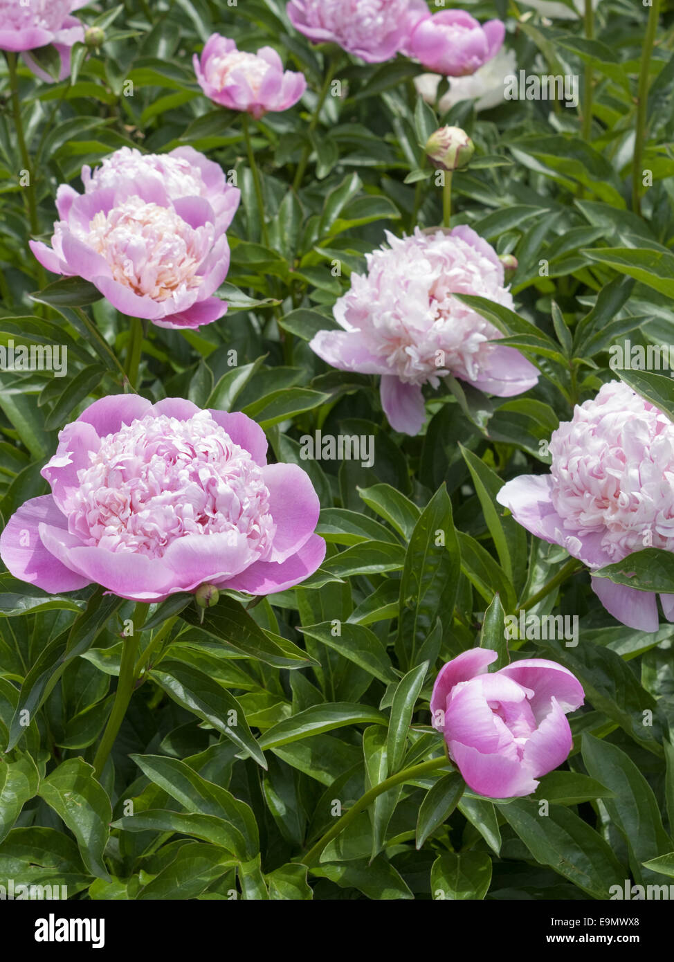 Pfingstrosen Stockfoto