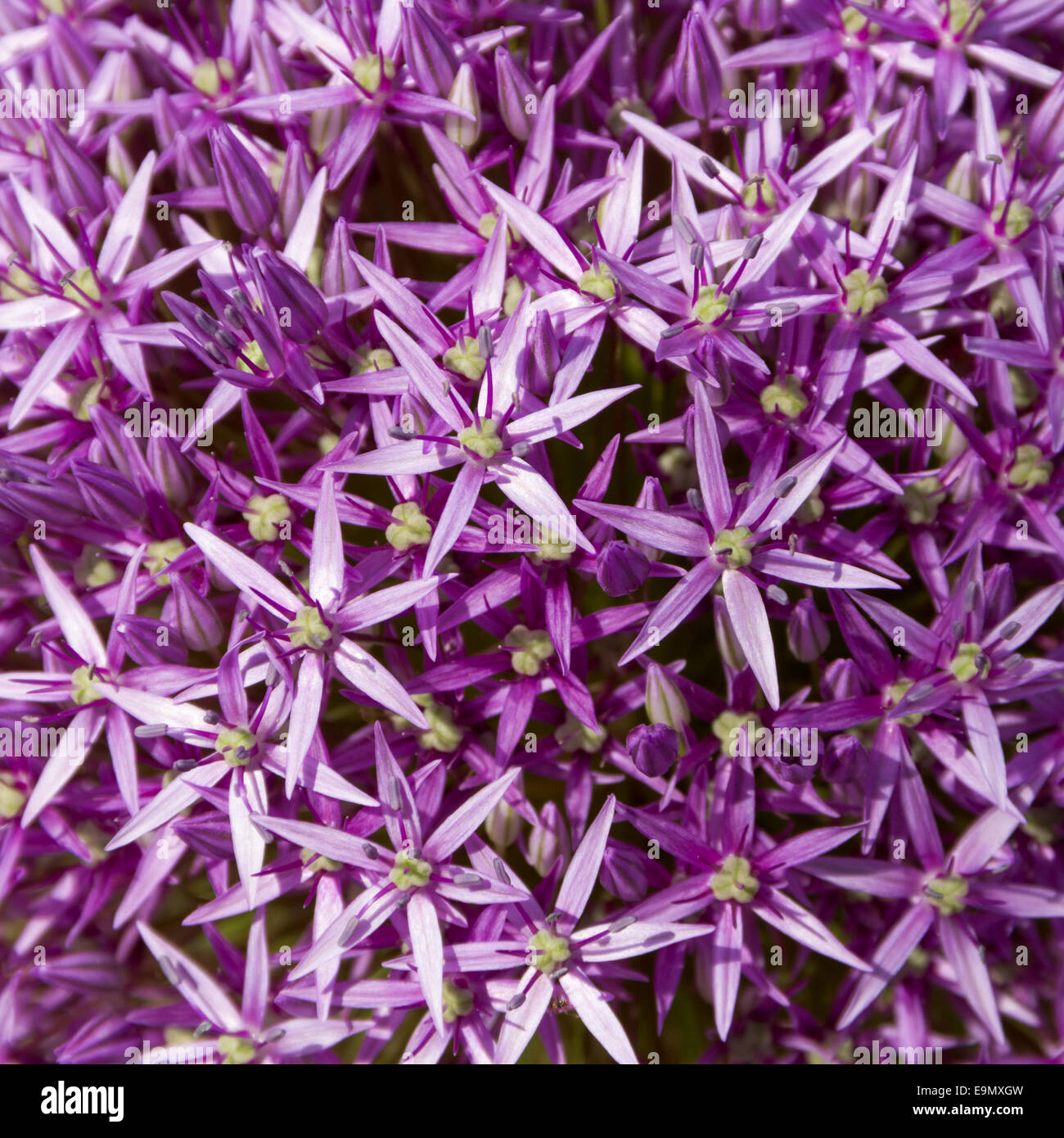 Allium giganeum Stockfoto