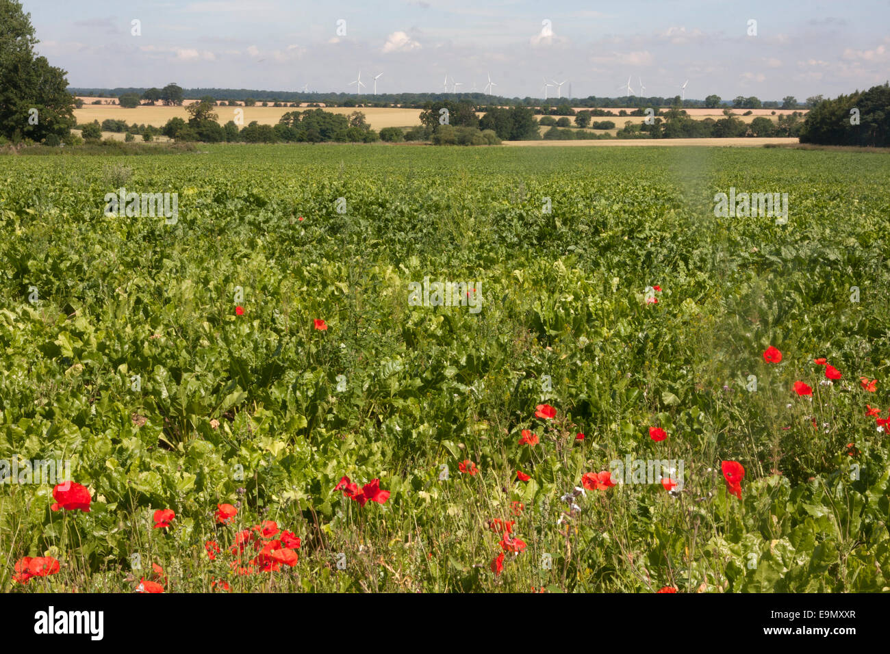 Blick über Zuckerrüben Feld in Richtung Windpark, Feldrand mit Mohn, wenig Cressingham, Norfolk, East Anglia Stockfoto