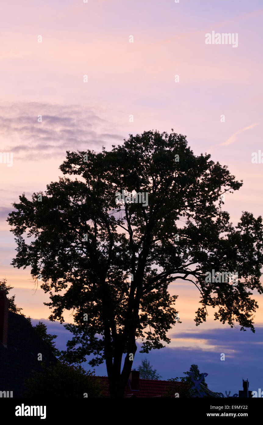 Baum im Sonnenaufgang am Morgen Stockfoto