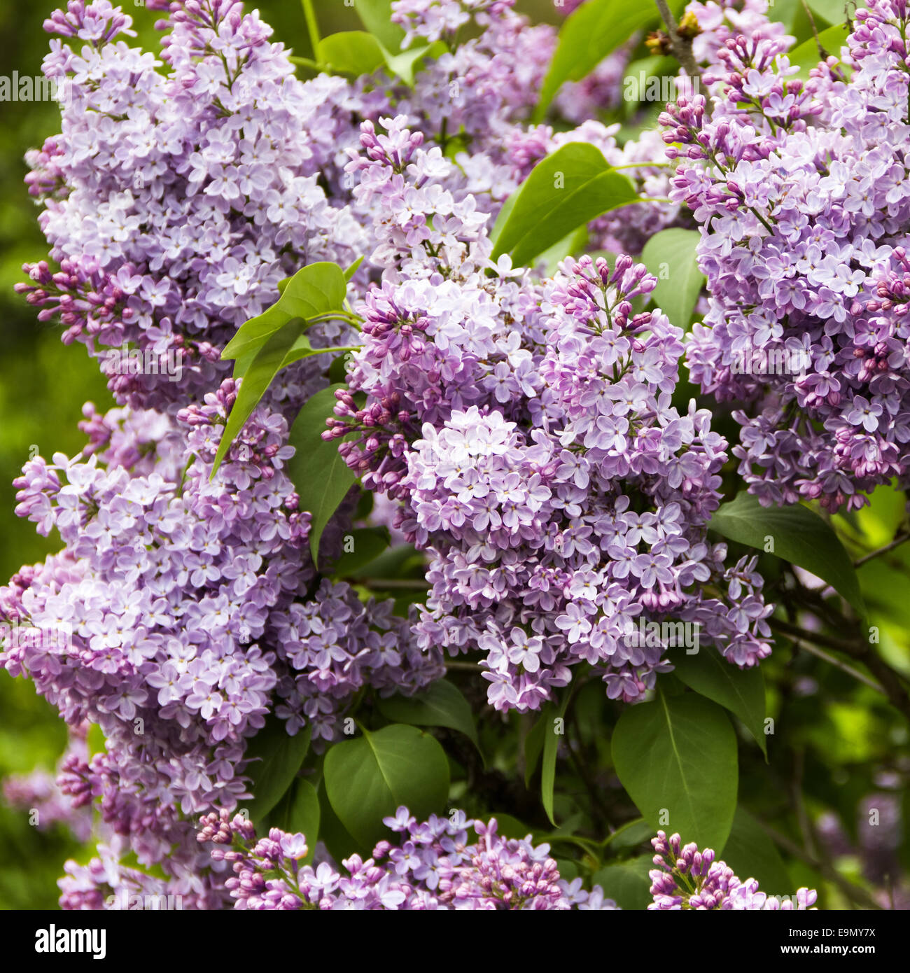 Flieder Stockfoto