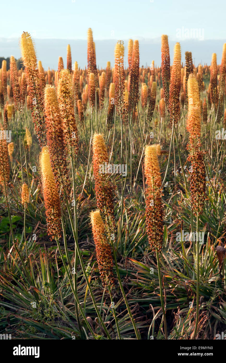 Bereich der Fuchsschwanz Lilien (aka Wüste Kerze, Cleopatra Eremurus X isabellinus) Holbeach St Johns, Moulton Fens, Lincolnshire Stockfoto