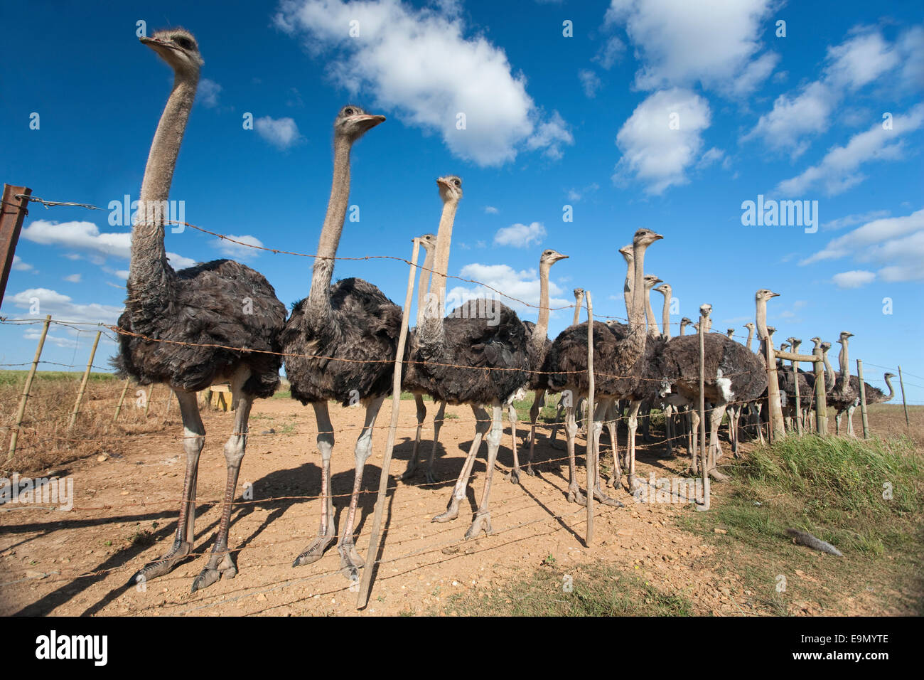 Strauße, Struthio Camelus auf Straussenfarm, Western Cape, Südafrika Stockfoto