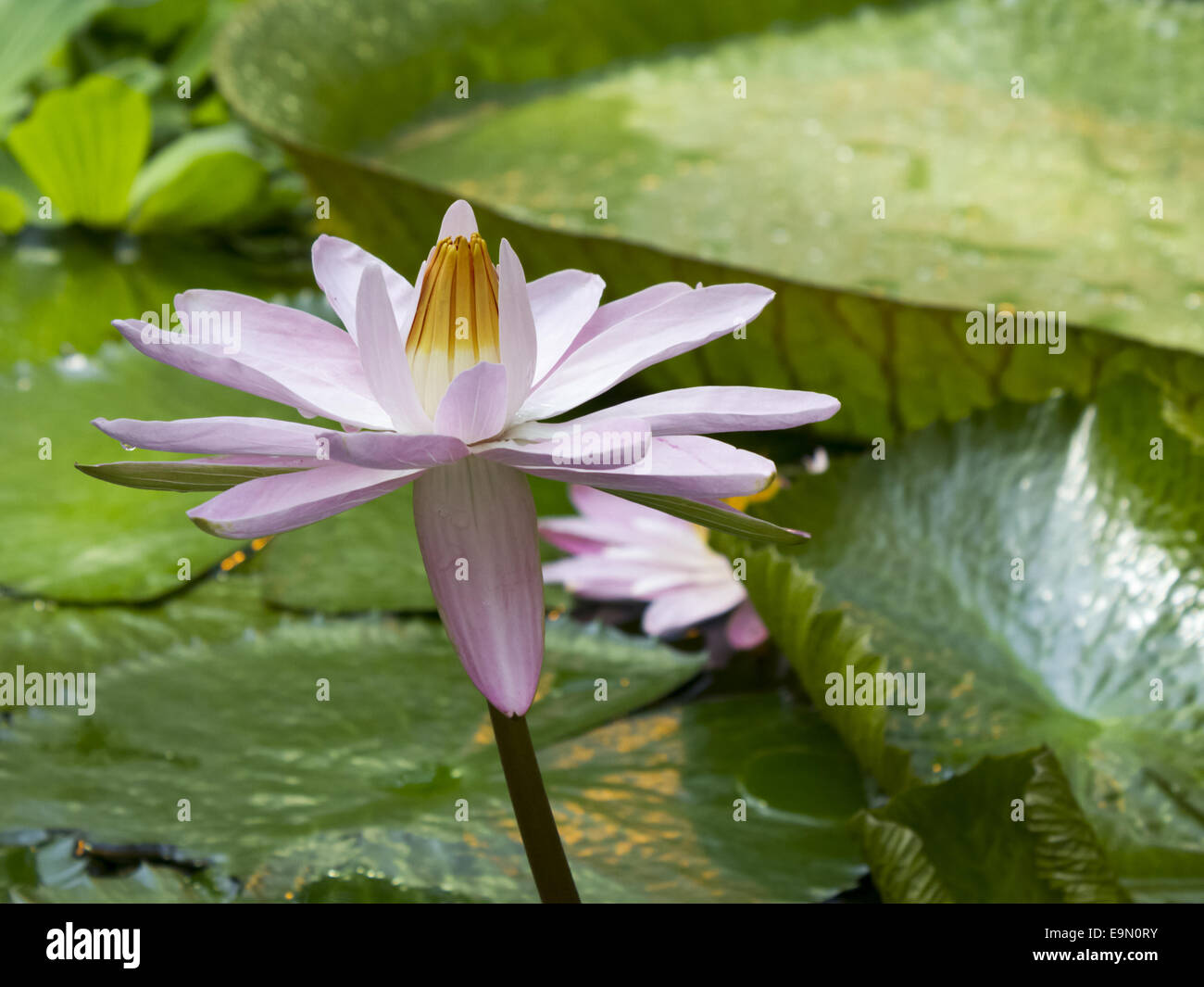 Seerose Stockfoto