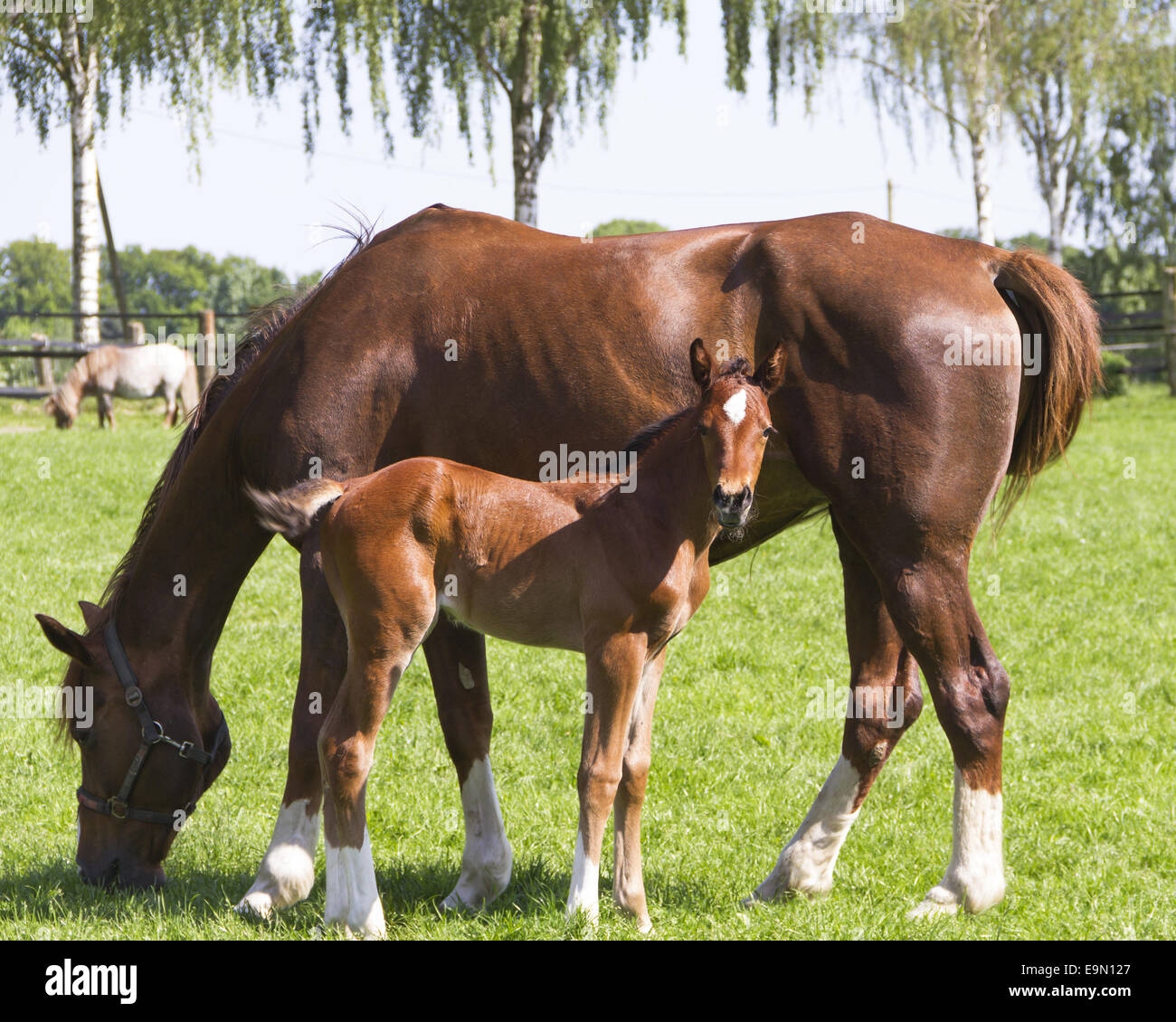 Stute und Fohlen Stockfoto