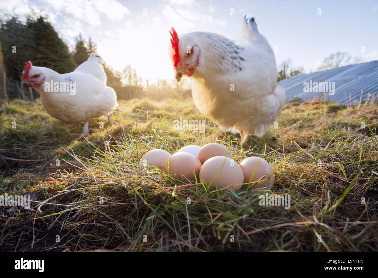 Freilandhaltung Sussex Hennen mit Eiern. Stockfoto
