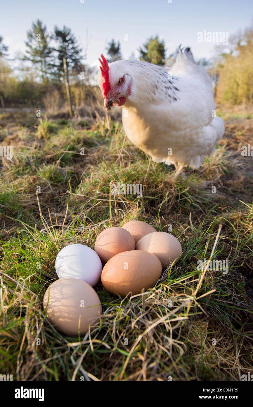 Freilandhaltung Sussex Henne mit Eiern. Stockfoto