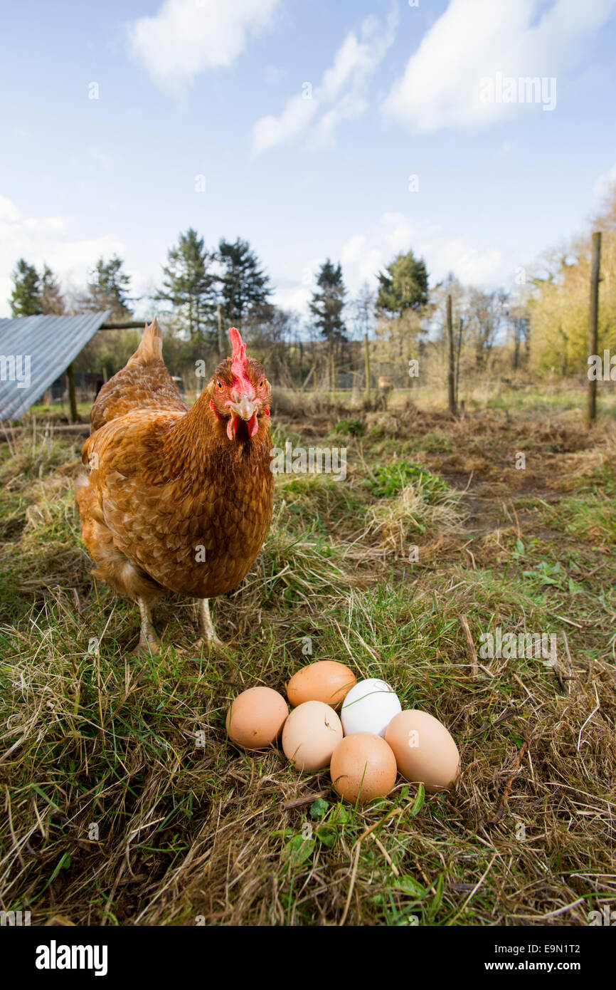 Freilandhaltung Rhode Island Red Hen mit Eiern. Stockfoto