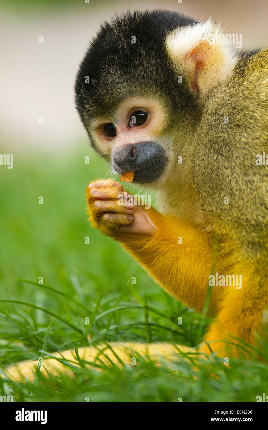 Neuweltaffen -Fotos Und -Bildmaterial In Hoher Auflsung Alamy