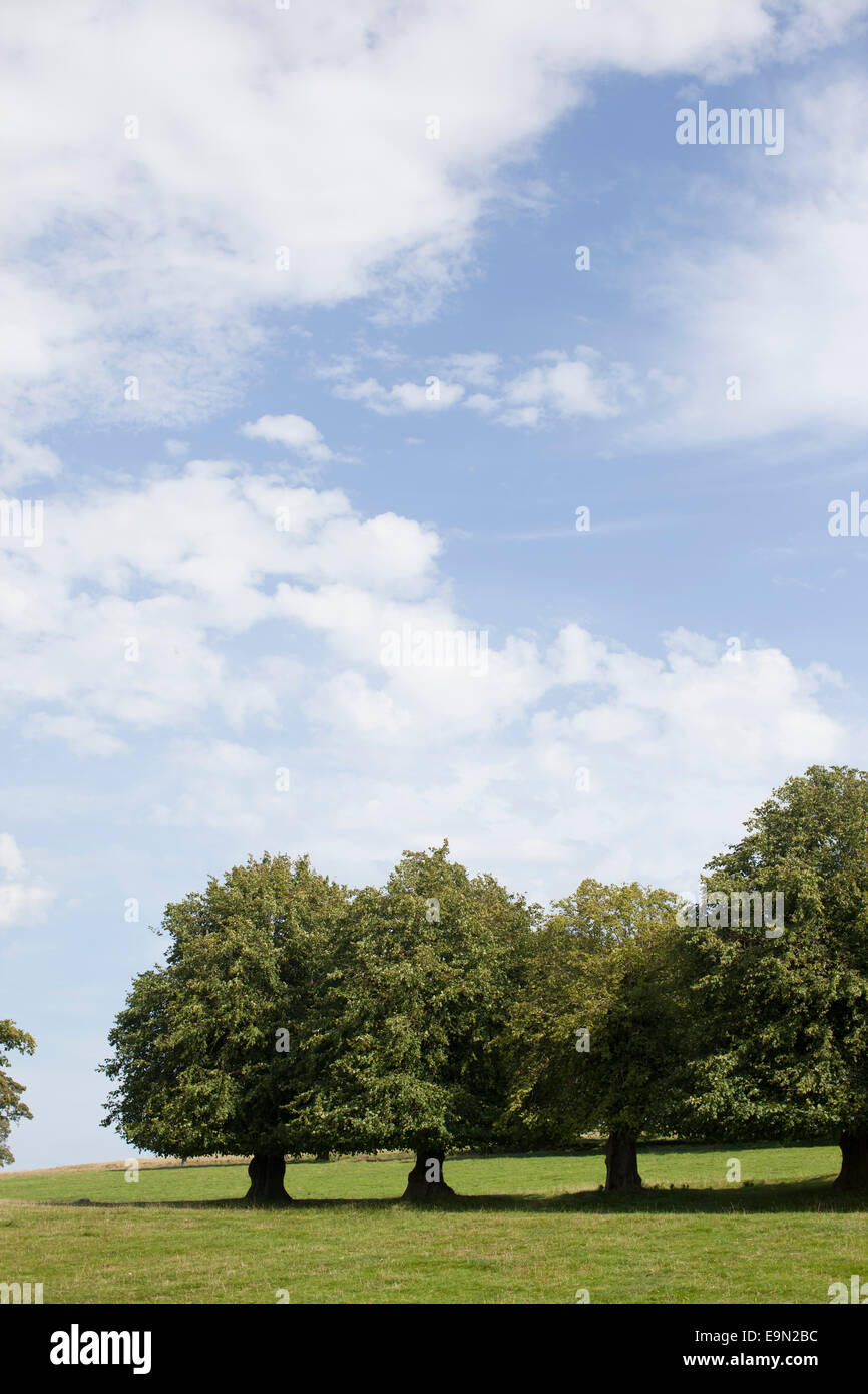 Die Bäume säumen die Hügel bei Lyme Park, Disley, Cheshire Stockfoto