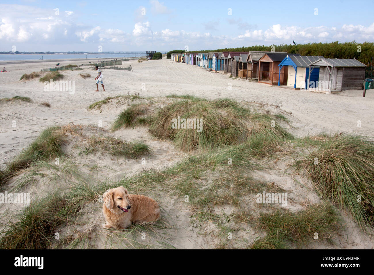 Sanddünen & Dünengebieten Grass, West Wittering Strand, Männlichkeit Halbinsel, West Sussex Stockfoto