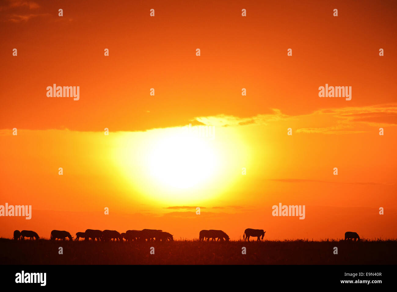 Masai Mara Sunrise Stockfoto