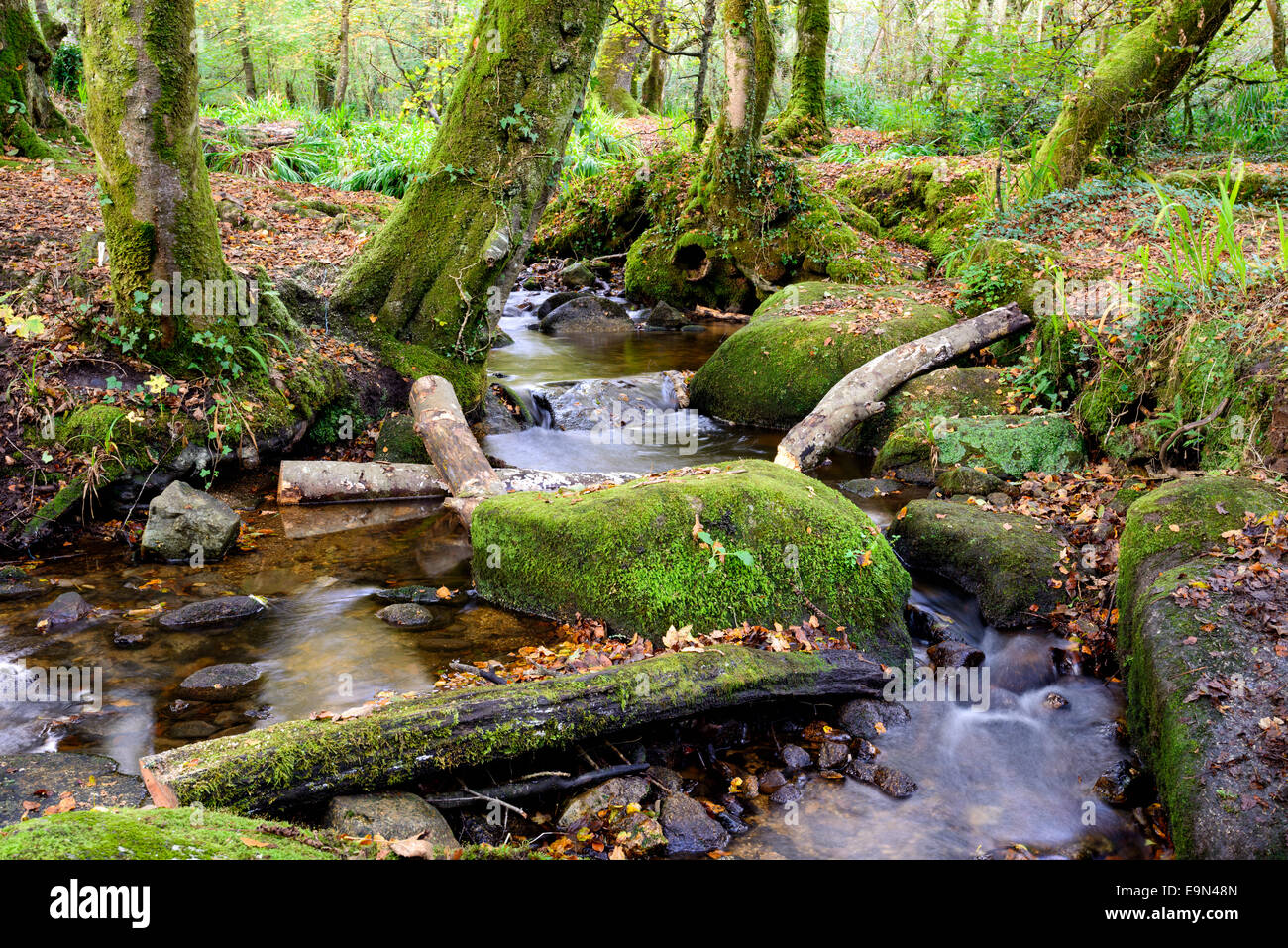 Trevaylor Bach fließt durch Buche Wald in der Nähe von Penzance in Cornwall Stockfoto