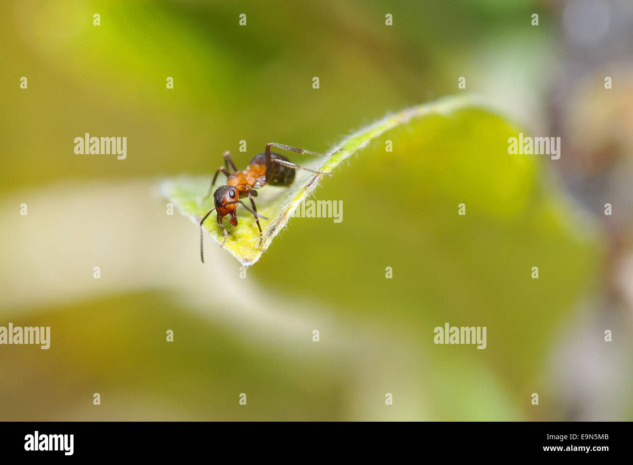 Formica rufa Stockfoto