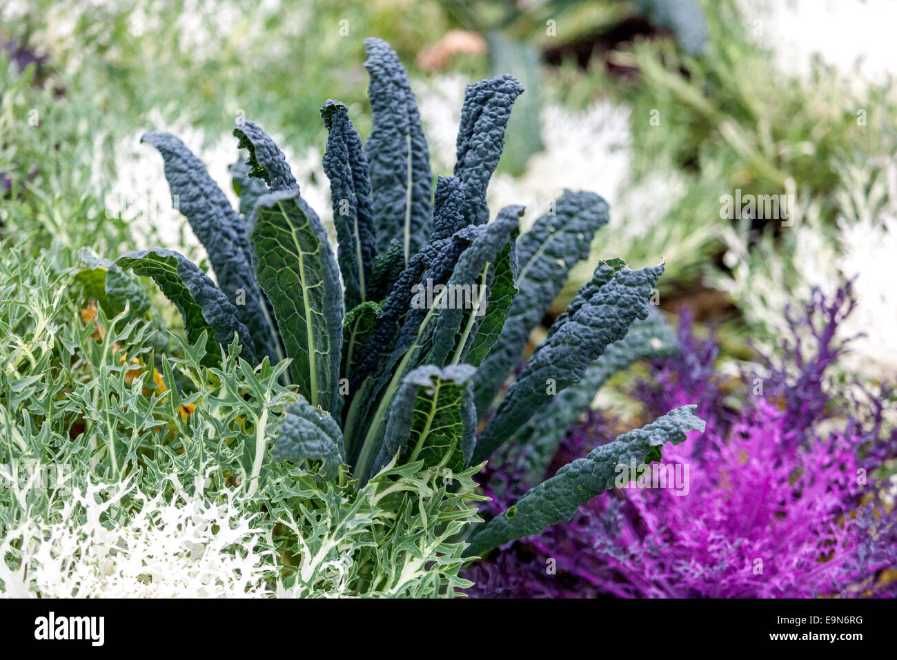 Brassica oleracea Zierpflanzen Kohlblätter Stockfoto