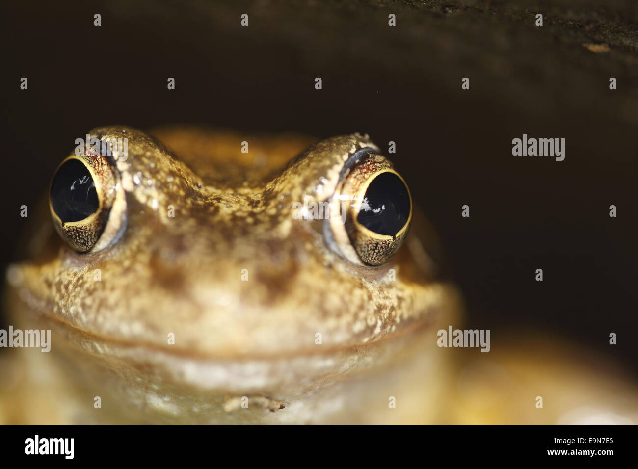 Gemeiner brauner frosch Fotos und Bildmaterial in hoher Auflösung Alamy