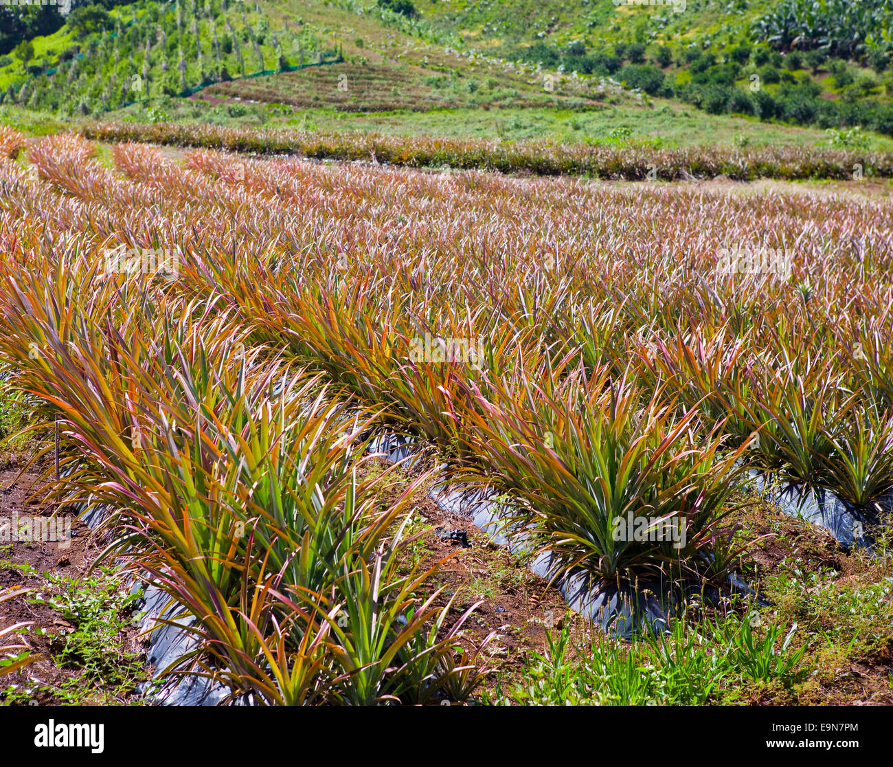 Mauritius. Anpflanzungen von Ananas. Stockfoto