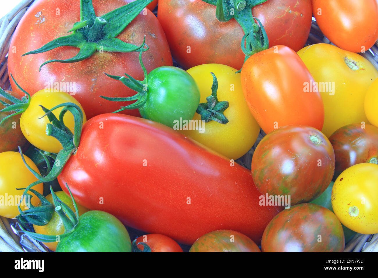 Verschiedene Tomaten-Sorten Stockfoto