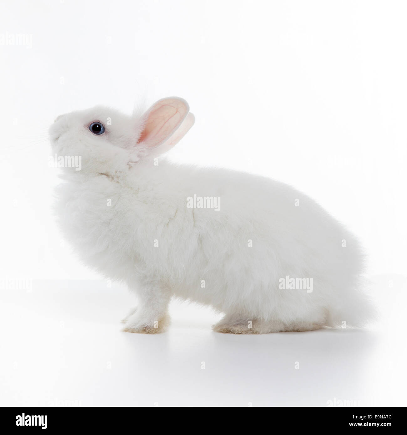 Weißes Kaninchen isoliert auf weißem Hintergrund Stockfoto