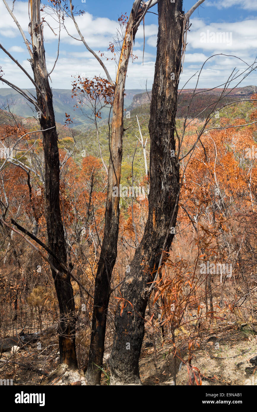 Verkohlte Bäume in Blue Mountains Australien Stockfoto