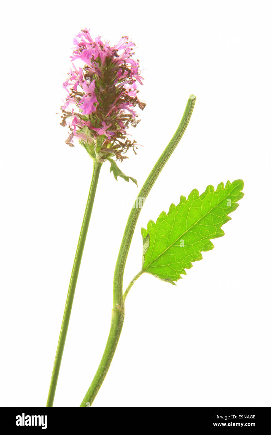 Lippenblutler lamiaceae Ausgeschnittene Stockfotos und bilder Alamy