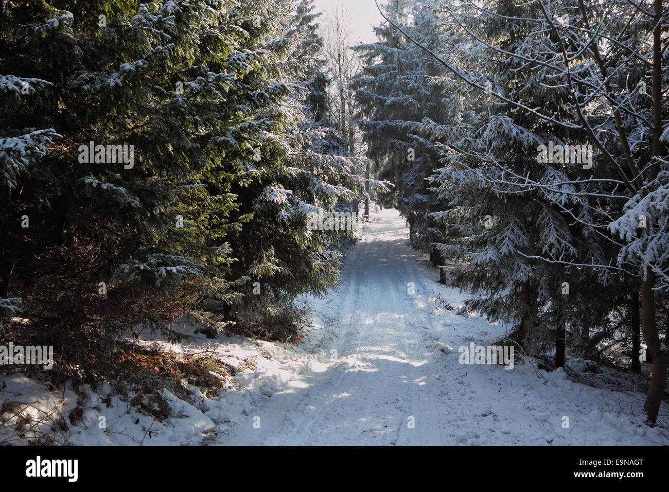 Die Bäume und Ski-Spuren im Schnee Stockfoto
