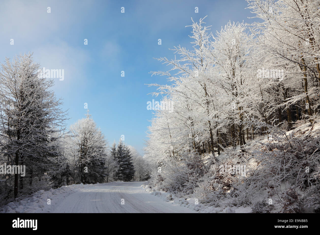 Weihnachtswald Stockfoto
