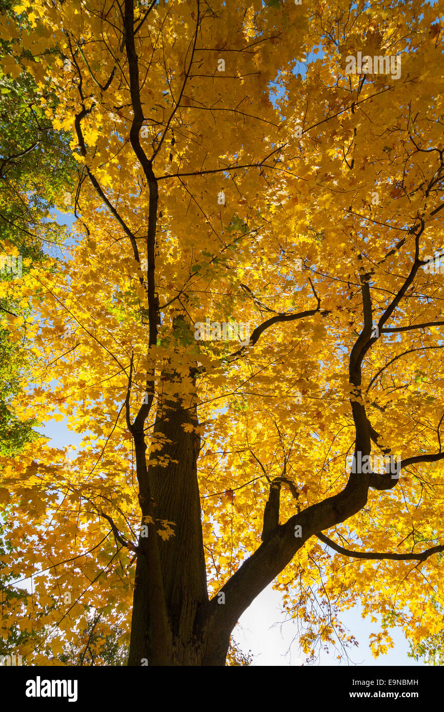 Golden Tree Stockfoto